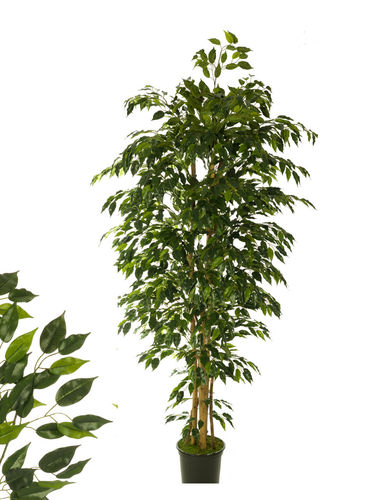 Ficus Benjamina hoja mini x 120cm