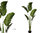 Sterlitzia Augusta x 160cms " Premium " con maceta