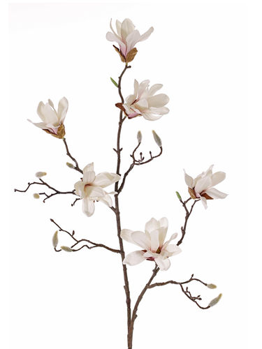 Magnolia mini x 80cms
