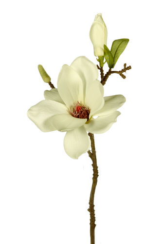 Magnolia x 14cm -tallo 37cms. crema