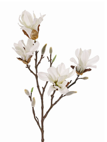 Magnolia stellata x 78cm. blanca