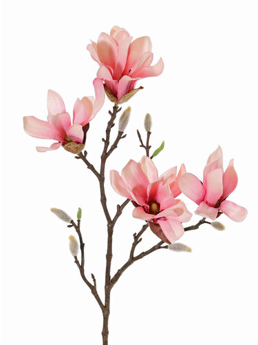 Magnolia stellata x 78cm. rosa