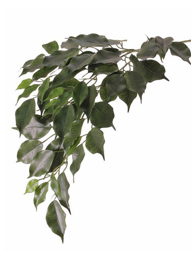 Ficus Benjamina exotica rama x 61 hojas 64cm