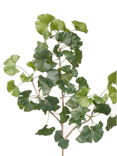 Gimkio Biloga verde x 68 hojas y 77cms