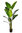 Sterlitzia Augusta x 150cms con maceta " Premium"