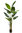 Sterlitzia Augusta x 180cms con maceta " Premium