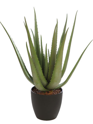 Aloe Vera x 58cms con maceta