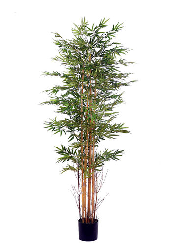 Bamboo  stand x 7 cañas x 190cms con maceta