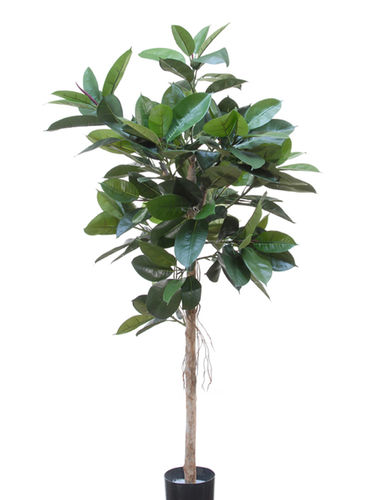 Ficus Elastica Topyari x 150cms