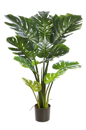 Monstera planta x 11 hojas x 120cms con maceta " premium"