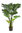 Monstera planta x 11 hojas x 120cms con maceta " premium"