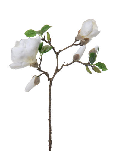 Magnolia Galouises  x 3 flores x 75cms crema
