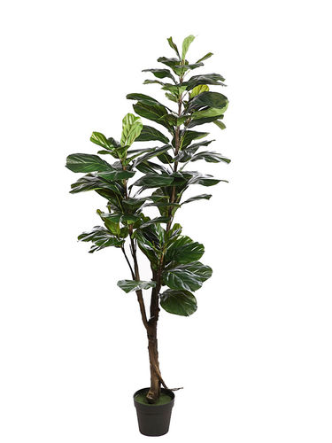 Ficus Lirata x 180cms green con maceta