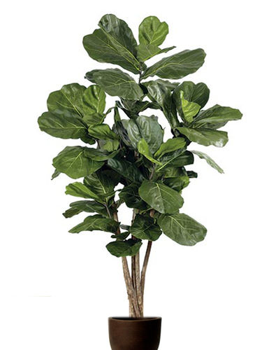 Ficus Lirata x 185cms green con maceta " Premium" hoja grande