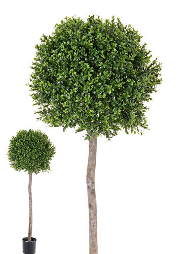 Buxus Topyari x 145cms con maceta