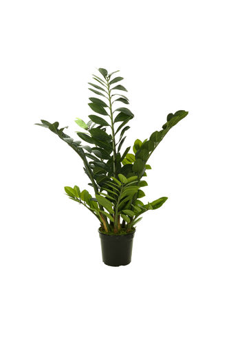 Zanmifolia x 14 x 100cms con maceta