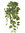 Phitonia colgante x 68cms verde/gris