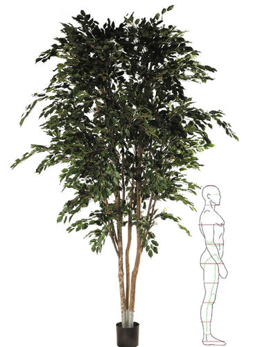 Ficus Benjamina 300cms - XL  " Premium "