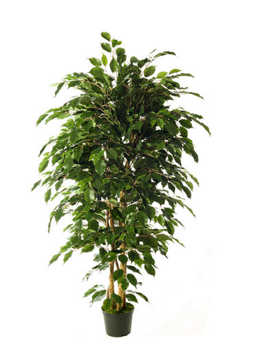 Ficus Benjamina exotica x 150cms con maceta