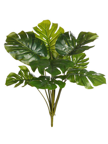 Philodendrom planta x 55cms