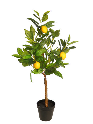 Limonero planta x 70cms con maceta