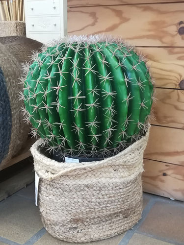 Cactus Asiento x 45cm con maceta