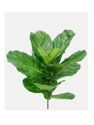 Ficus lyrata x 11 hojas x 77cms .. UV    hoja grande.30cm