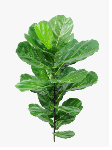 Ficus lyrata x 21 hojas x 110cms .. UV    hoja grande.30cm