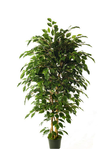 Ficus Benjamina exotica x 120cms con maceta