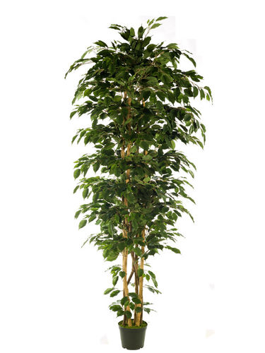 Ficus Benjamina exotica x 210cms con maceta