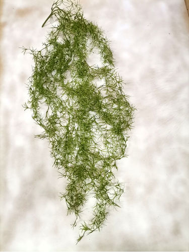 Thilandsia verde x 110cms
