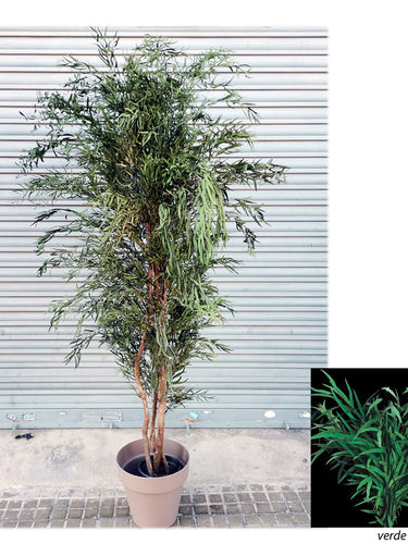 Eucaliptus  Nicoli " Preservado " x 180cm con maceta