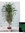Eucaliptus Nicoli " Preservado " x 180cm con maceta