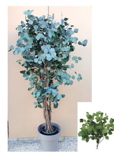 Eucaliptus  populus.verde " Preservado " x 180cm con maceta