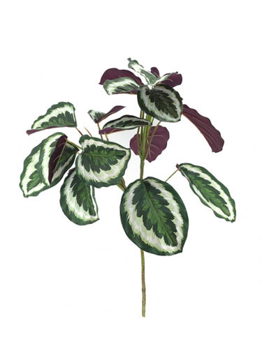 Calathea green x 18 hojas x 75cms