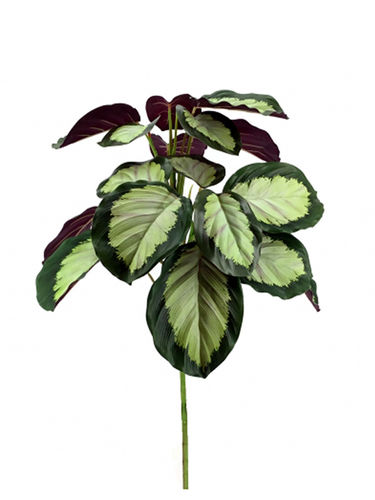 Calathea griss/green x 18 hojas x 75cms