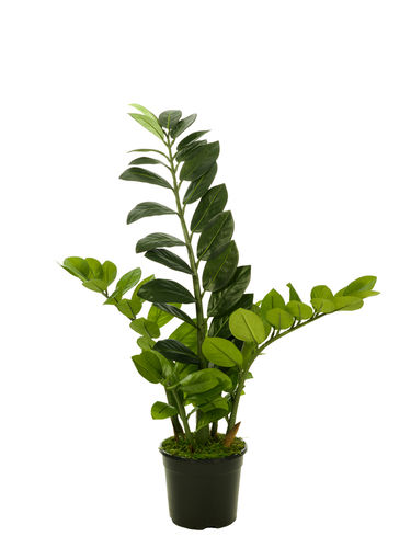 Zamifolia x 72cms con maceta