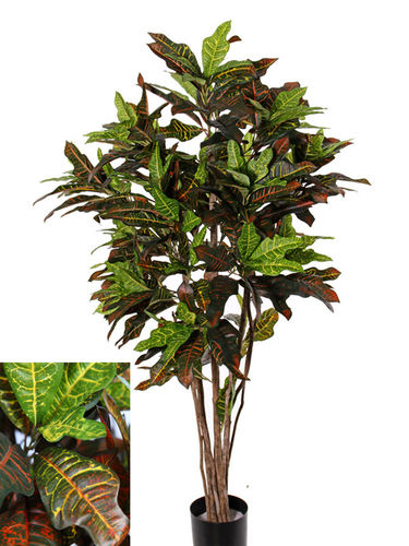 Crotons elegant x 84 hojas x 150cms con maceta