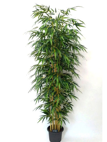 Bamboo aurea x 12 cañas x 205cms