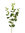 Eucalipto espiral vara x 72cms verde ( caja.12 )