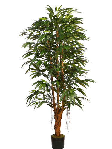 Ficus Longuifolia x 180cm con maceta " Premium "