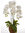 Phalenopsis x 3 tallos x 60cms con base... musgo Kokedama