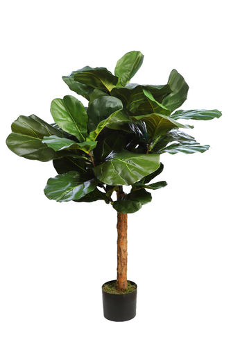 Ficus Lyrata topyari x 130cms/ ancho 80cm con maceta