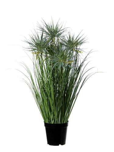 Papyrus grass x 60cms con maceta