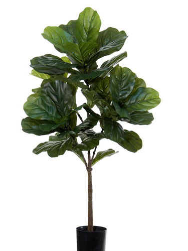 Ficus Lirata x 125cms con maceta