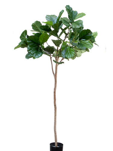 Ficus Lirata Topyari x 200cms green con maceta
