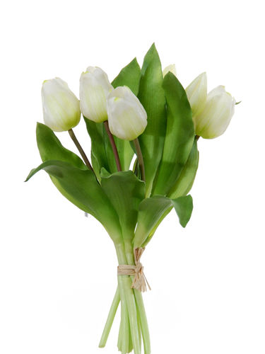 Tulipanes atado 32cm " premium" blanco