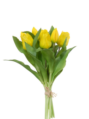 Tulipanes atado 32cm " premium"  amarillo