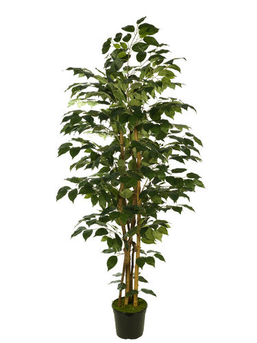 Ficus Benjamina x 150cm  verde con maceta