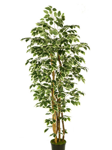 Ficus benjamina x 120cm con maceta matizado